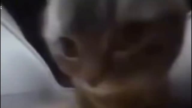 chipi chipi chapa chapa (10 Hours)