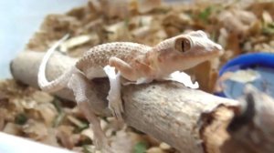 ПОЙМАЛ ЯЩЕРИЦ НА УЛИЦЕ СРЕДЬ БЕЛА ДНЯ / домашние ящеры