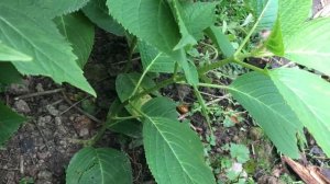 Размножение гортензии осенью