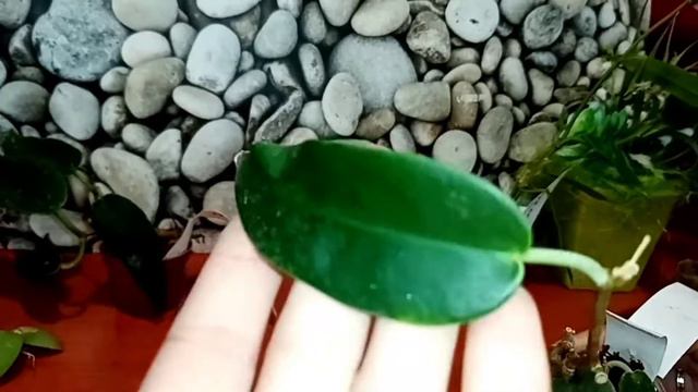 Хоийки  пополнение коллекции смотреть онлайн