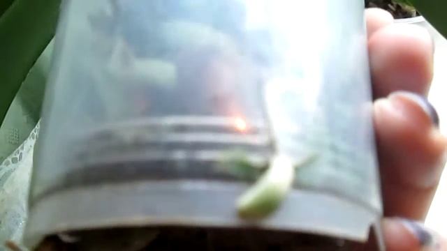 Миди фаленопсисы с пестрыми листьями.Как они растут? смотреть онлайн