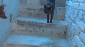 Укуренная озоном  мыша