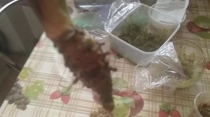 наращивание корней у спатифиллума с нуля