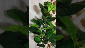 Фикус лировидный. Высота 185см.