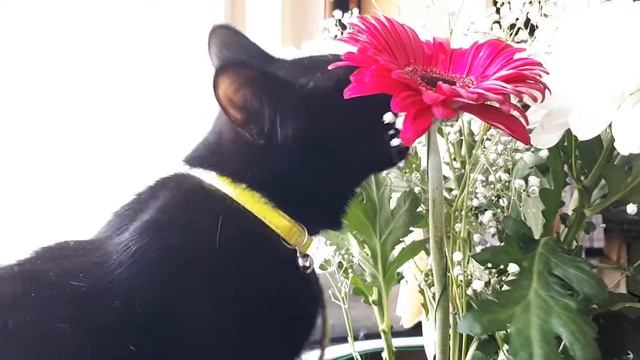 Просто кошка ест цветы смотреть онлайн