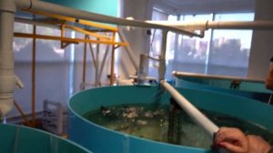 Выращивание семейства осетровых  Рыба белуга
