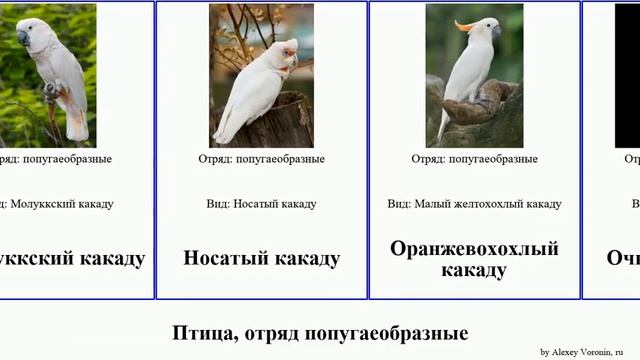 Птица, отряд попугаеобразные какаду birds желтохохлый Чёрный Траурный Большой Карнабиа Fuse Малый