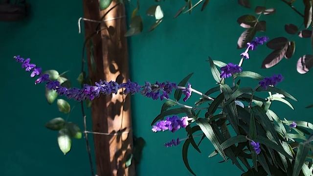 Tamara Castro - Zamba de amor en vuelo- Proyecto Sony A3500 смотреть онлайн