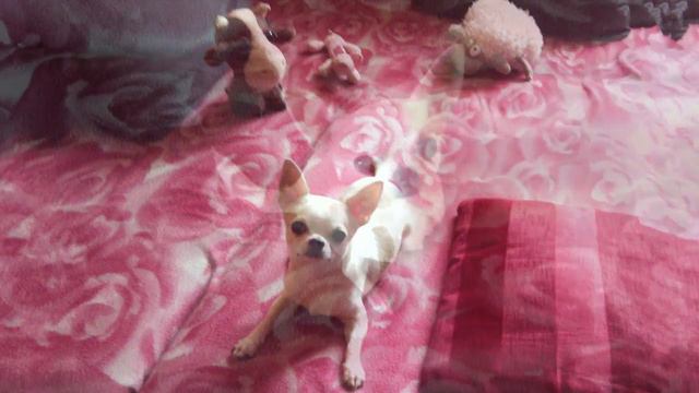 Светлана Коппел-Ковтун — Вершики смотреть онлайн