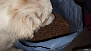 Почему следует смачивать сухой корм водой