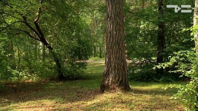 Ясен день - «Утро с Вами» 17.07.2017 смотреть онлайн