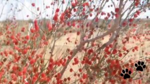 Пустыня Кызылкум, остановились посмотреть на кустарник жузгун.