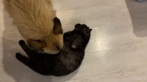 Мыр вернулся. Медсестра Марта проводит осмотр.