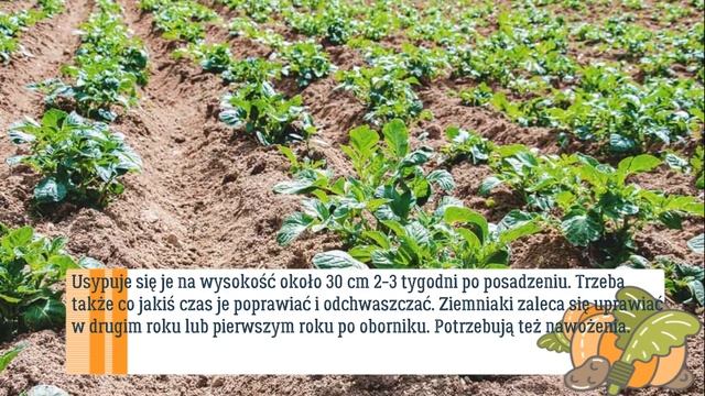 Jak uprawiać ziemniaka z obierek. Jak uprawiać ziemniaki z resztek kuchennych eko Preppers #ogród смотреть онлайн