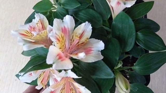 горшечная альстромерия, цветение 1.04.23