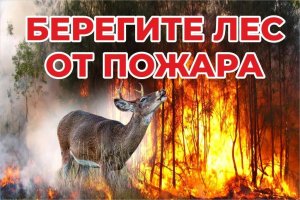 Экологический конкурс плакатов "Берегите  лес от пожаров"