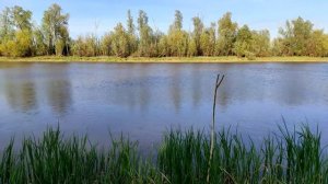 Рыбалка в мае. Сорога на поплавочную удочку.