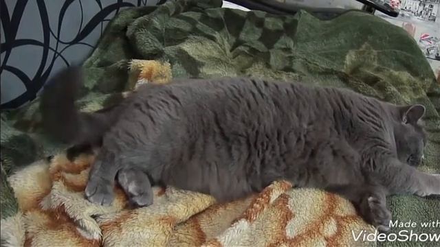 Играем с кошкой! Шотландская кошечка Янина Кэт Джой! Yanina Cat Joy! Хвост кошка! Играем с хвостом!