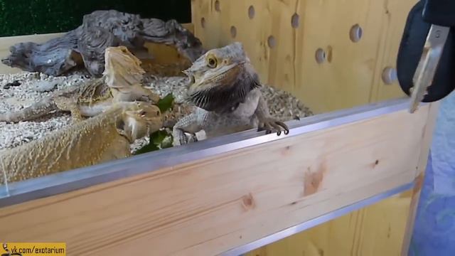 Бородатые агамы и заветные ключи смотреть онлайн