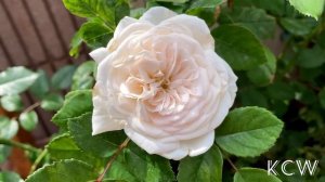 🔴Honeymoon Climber ~ Romantic Rose