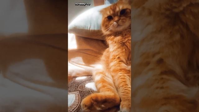 ⛔#Приколы#Кот#Юмор#Улетноевидио#Смехдослез#Prikoly#Kot#Yumor#Uletnoyevidio#Smekhdoslez⛔