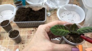 Глоксинии новичкам. Что делать. Первые действия. Часть 2