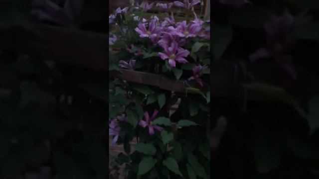 Clematis Caroline смотреть онлайн