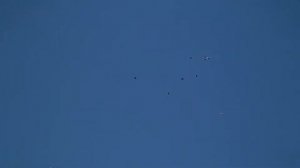 Курские голуби молодежь