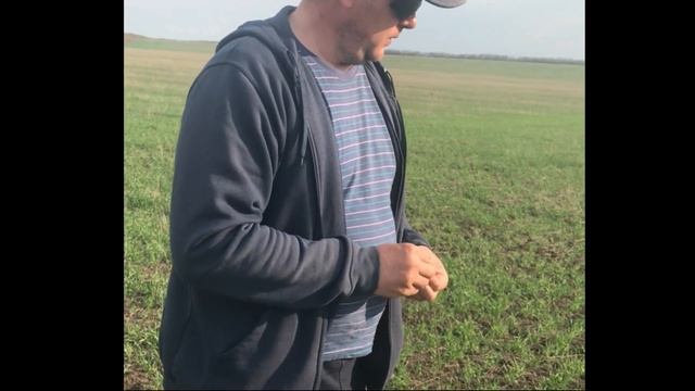 Выращивание озимого ячменя. Уменьшение нормы высева. 30мая2019г. смотреть онлайн