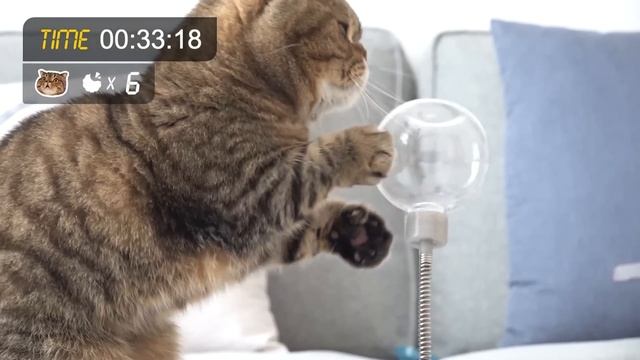 Find the Hidden Cat Treat Challenge