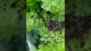Газонная трава между грядками у Татьяны Ермаковой