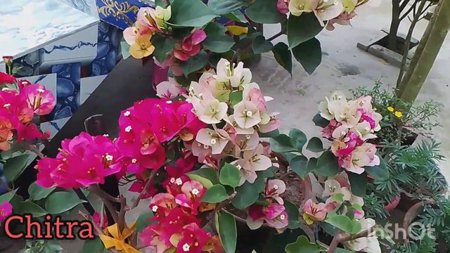 Chitra bougainvillea flower plant/চিত্রা বাগান বিলাস/various types of bougainvillea flower plant смотреть онлайн