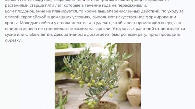 Олива европейская плодоносящее дерево у Вас дома смотреть онлайн