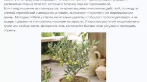 Олива европейская  плодоносящее дерево у Вас дома