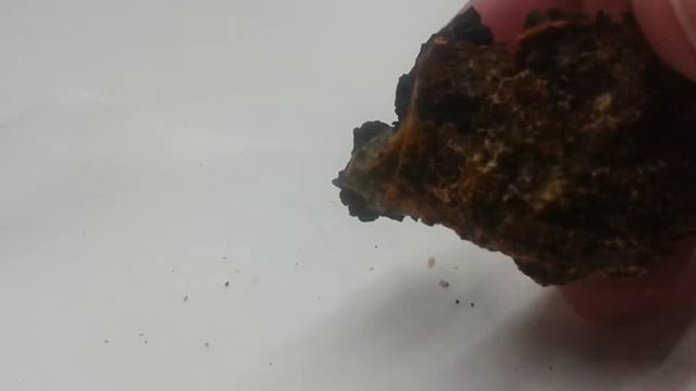 This is how superfood Chaga mushroom looks like смотреть онлайн
