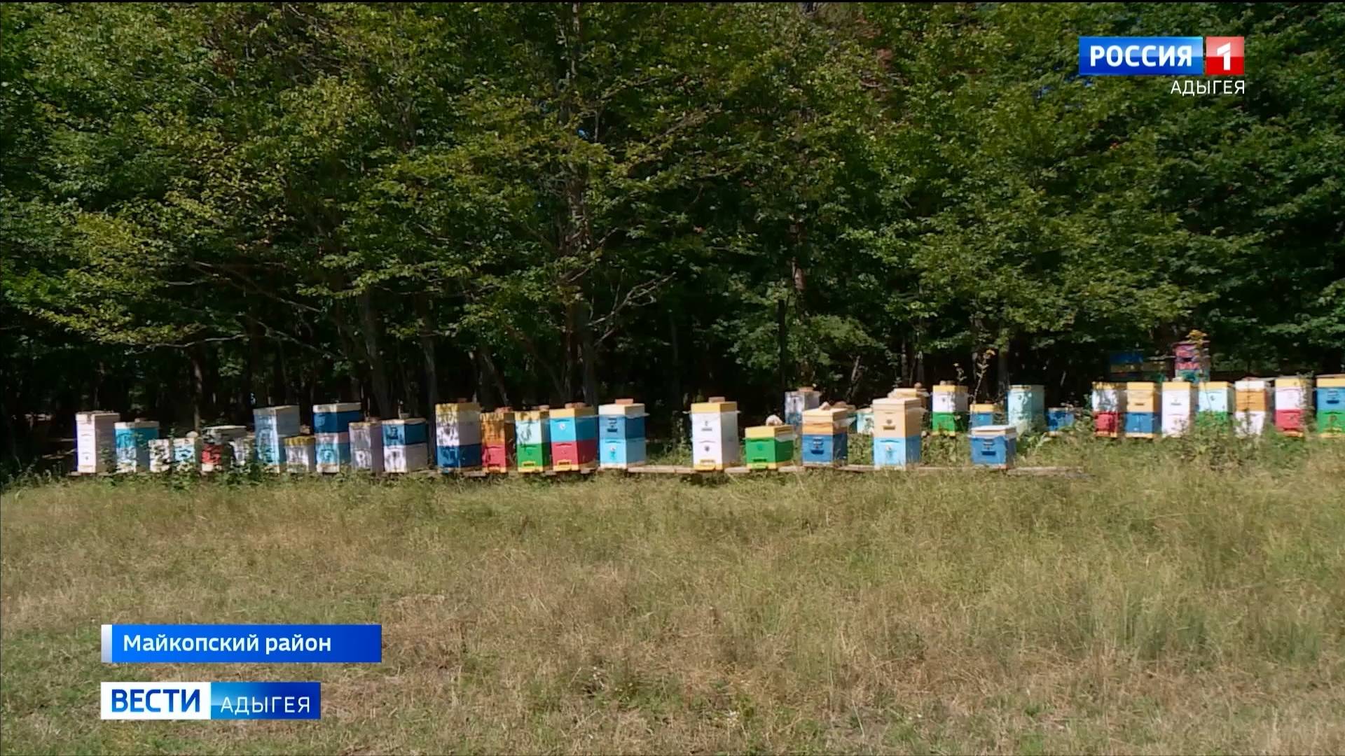 Пчеловод из Майкопского района стал первым производителем органического меда на юге России