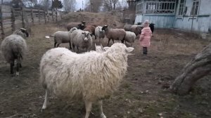 овцы романовские