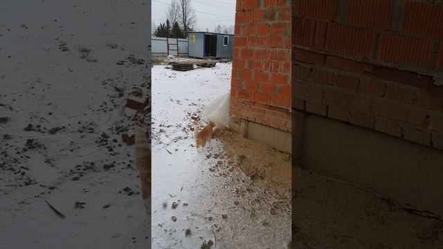 Мявкуша становится взрослым котом. смотреть онлайн