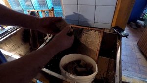 Не верьте сказкам о зимовке на рапсовом мёде!