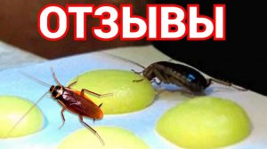 Шарики с борной кислотой от тараканов наши отзывы.mp4