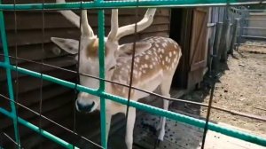 ХВАЛЫНСК. НАЦИОНАЛЬНЫЙ ПАРК. ВОЛЬЕРНОЕ ХОЗЯЙСТВО. ЖИВОТНЫЕ.