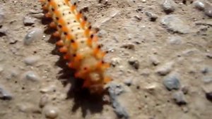 как ползает гусеница