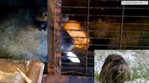 ПОРОДЫ НУТРИЙ. СТАНДАРТНАЯ.NUTRIA BREEDS. STANDARD.