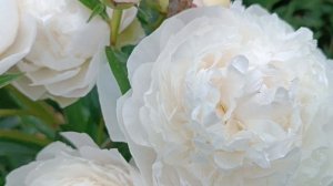 Пион  Le Cygne, Лё Синь продолжает цвести