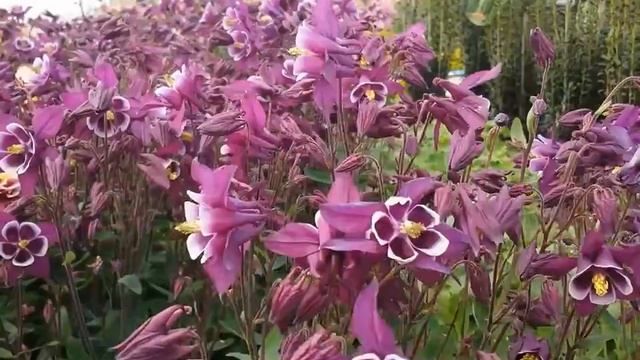 Best Perennials - Aquilegia Winky Purple & White (Columbine) смотреть онлайн