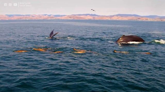 лечебная музыка для сердца и сосудов ? Нежная музыка, успокаивает нервную систему и радует душу смотреть онлайн