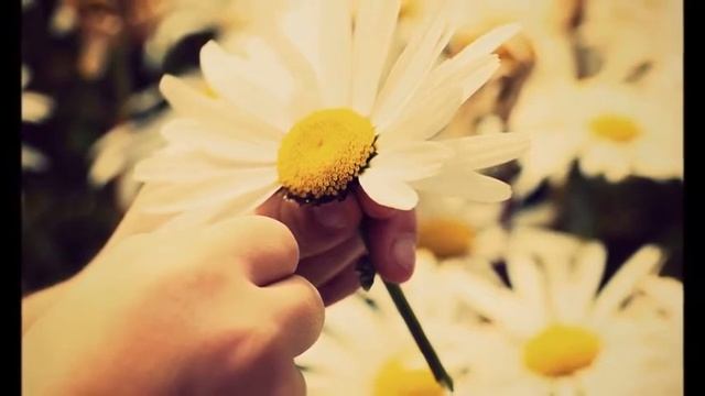 "Ромашка символ семьи и верности" 12+ смотреть онлайн