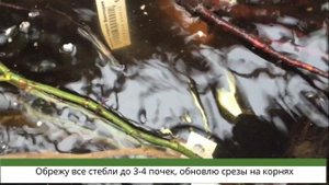 Как спасти сухие саженцы из поздней закупки. Простой способ оживить даже сухари