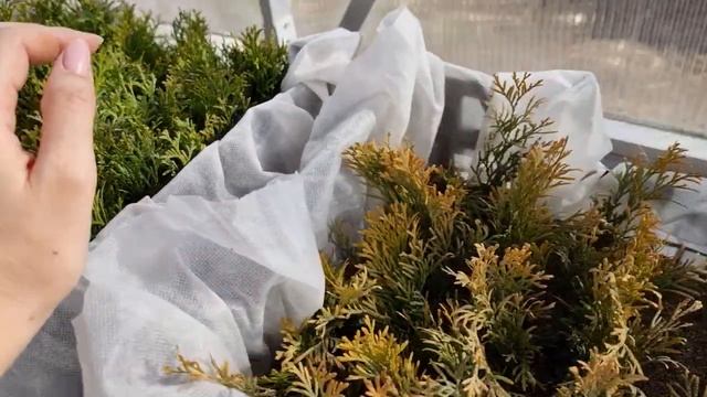 Черенкование туй - это просто. Максимальный результат. Голден Смарагд и Туя Смарагд.