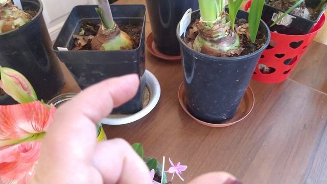 II часть. Гиппеаструмы после отдыха. Варианты отдыха. Что делаем, нужна ли пересадка. смотреть онлайн